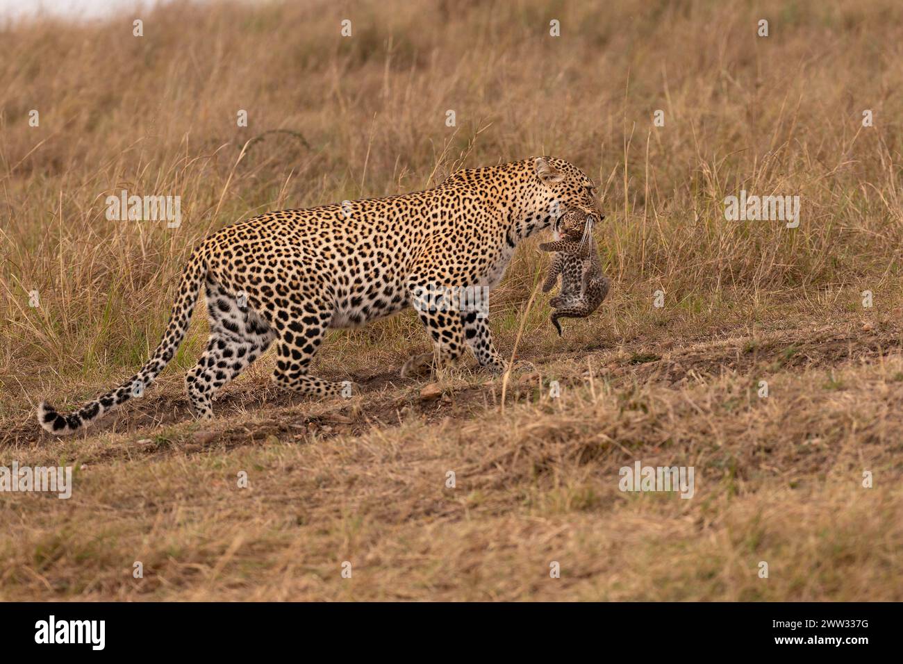 Il cucciolo è appeso alla presa sicura della madre IN AFRICA IL cucciolo PIÙ ADORABILE di leopardo può essere visto trasportato da sua madre nel Masai Mara del Kenya. Foto Stock