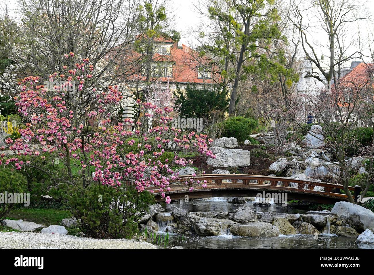 Vienna, Austria. 21 marzo 2024. Risveglio primaverile nel Giardino giapponese Setagayapark di Vienna, progettato dal designer giapponese Ken Nakajima nei primi anni '1990 Foto Stock