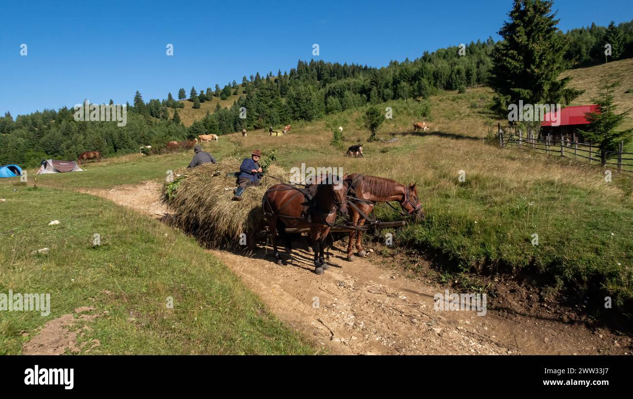 Raccolta di fieno nei carpazi della Romania Foto Stock