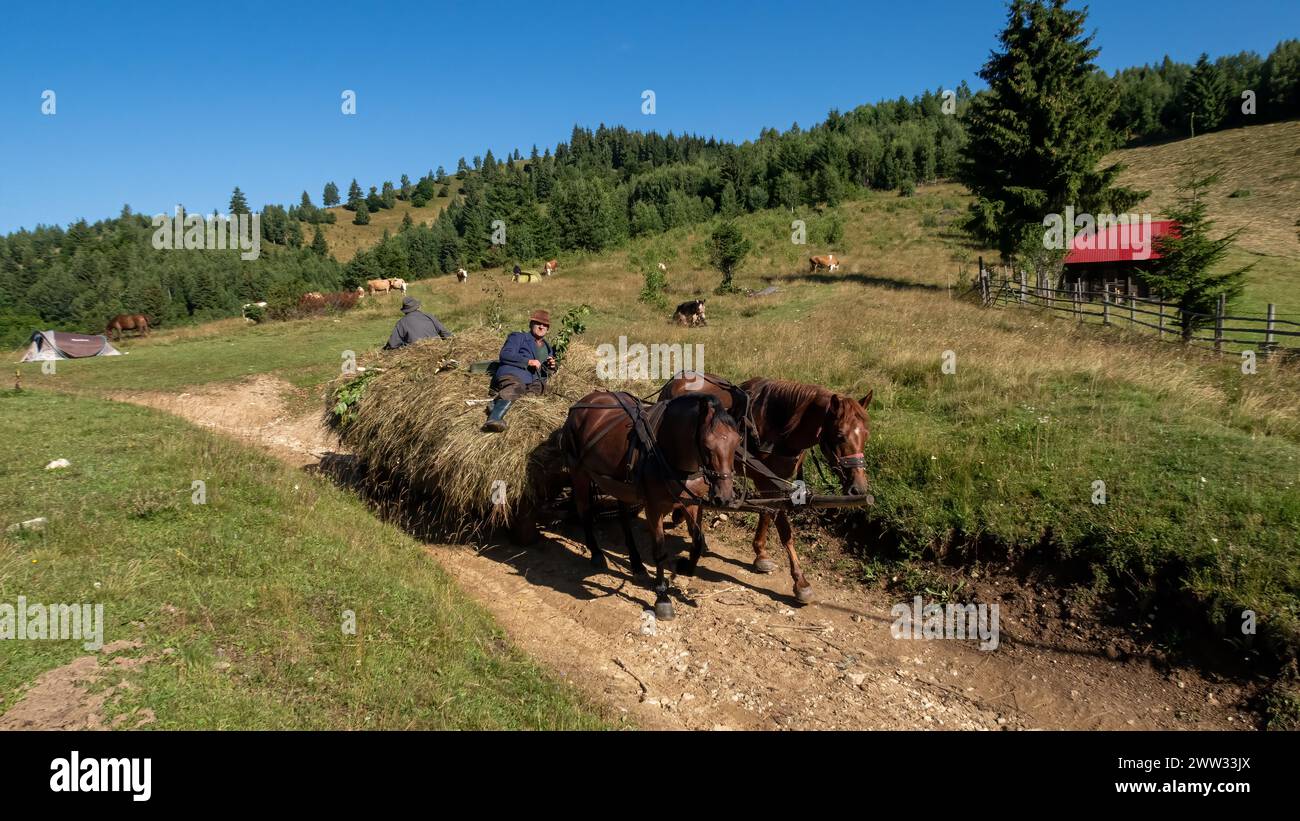Raccolta di fieno nei carpazi della Romania Foto Stock