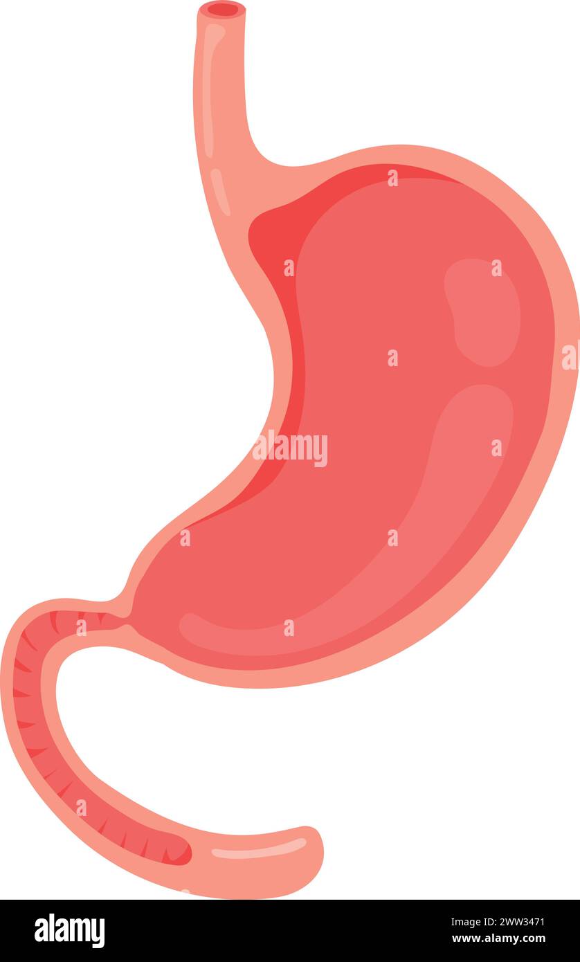 Organo umano cartoni animati a stomaco vuoto. Illustrazione medica isolata su sfondo bianco Illustrazione Vettoriale