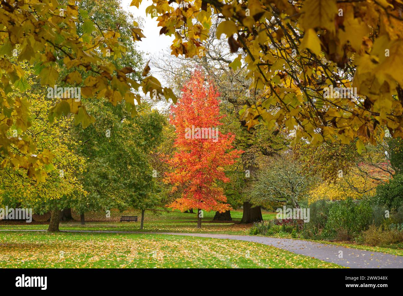 Colori degli alberi autunnali nel parco inglese. Foto Stock