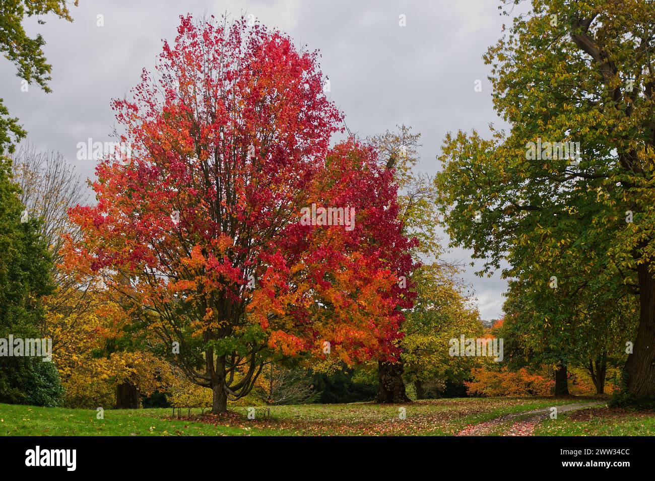 Colori degli alberi autunnali nel parco inglese. Foto Stock