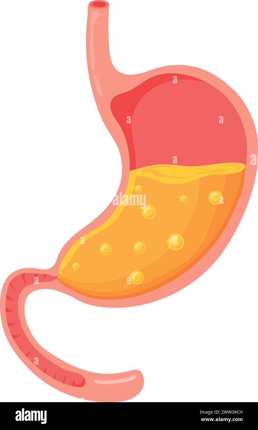 Icona del cartone animato a stomaco pieno. Anatomia degli organi umani isolata su sfondo bianco Illustrazione Vettoriale