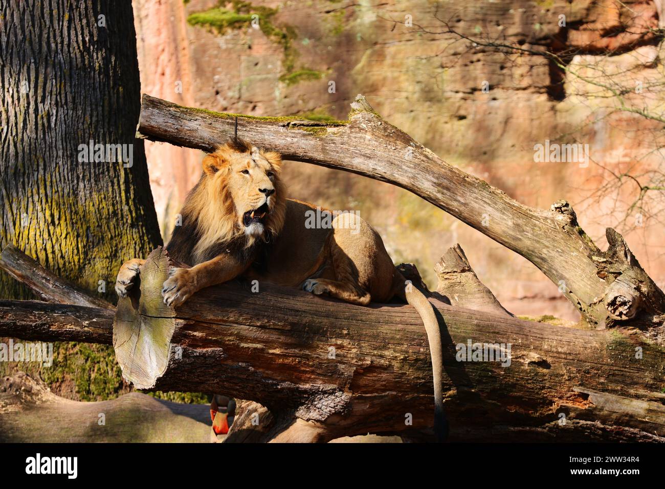 Nürnberg, Tiergarten, Zoo, Leone Re, Simba, Bayern, zoo di Nürnberg, zoo di Löwe, Löwe, Löwenfamilie, Löwenbaby, Raubkatzen. Zoo di Schöner a Nürnberg Foto Stock