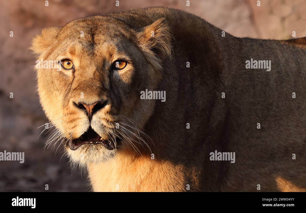 Nürnberg, Tiergarten, Zoo, Löwin, Bayern, zoo di Nürnberg, zoo di Löwe, Löwenfamilie, Löwe, Löwenbaby, Raubkatzen. Zoo di Schöner a Nürnberg Foto Stock