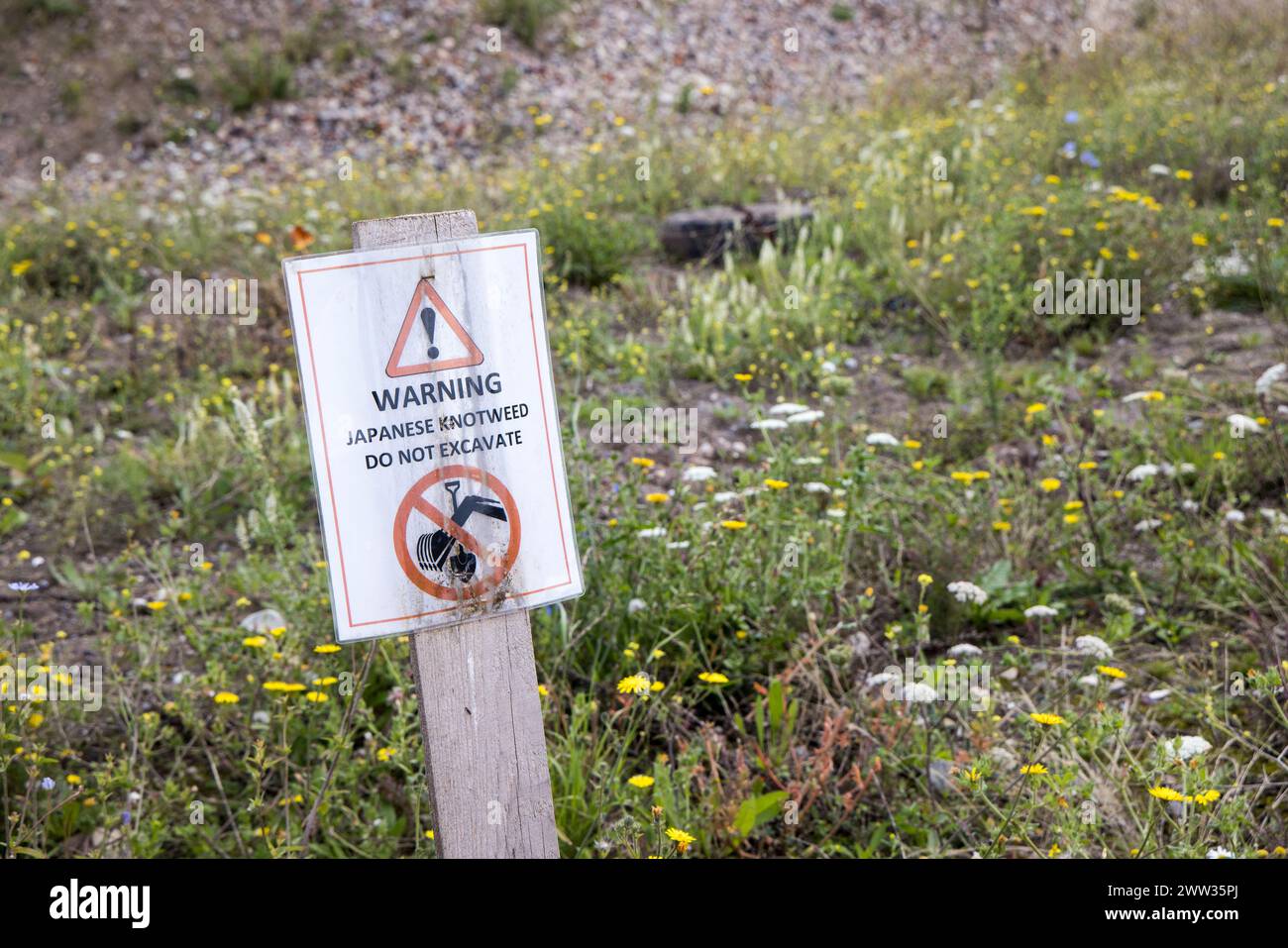 Segnale di avvertimento del knotweed giapponese sepolto in terre desolate come sito legalmente limitato, Barry, Galles, Regno Unito Foto Stock