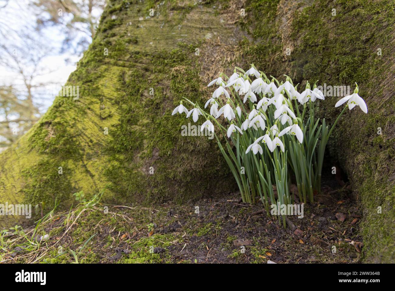 Snowdrops, Galanthus nivalis, Forest of Dean, Regno Unito Foto Stock
