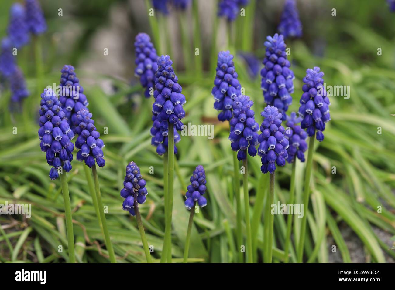 Vista ravvicinata di splendidi giacinti di uva blu in un letto di fiori, vista laterale Foto Stock