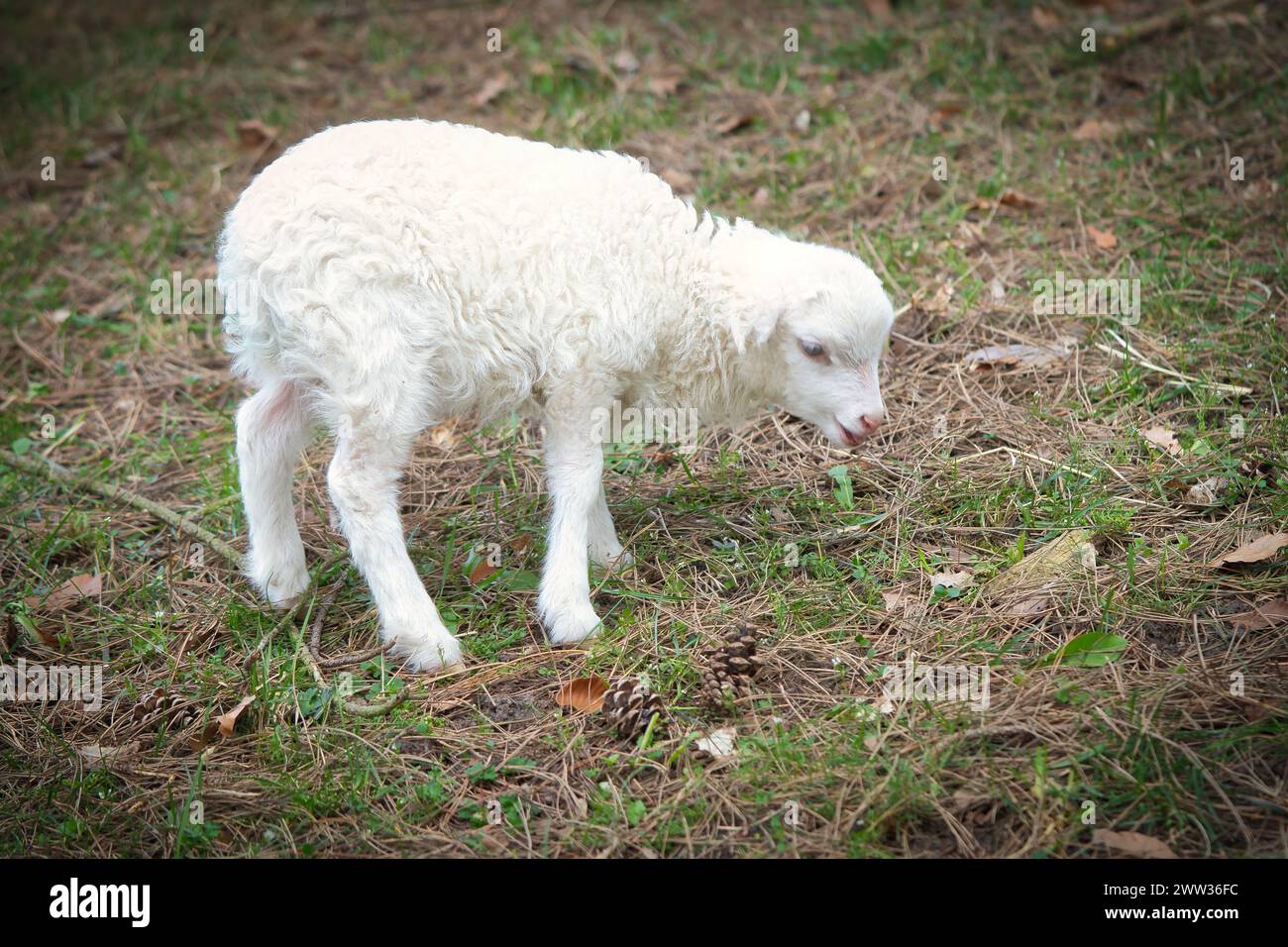 Agnello pasquale in piedi su un prato verde. Lana bianca su un animale da fattoria in una fattoria. Foto di animali Foto Stock