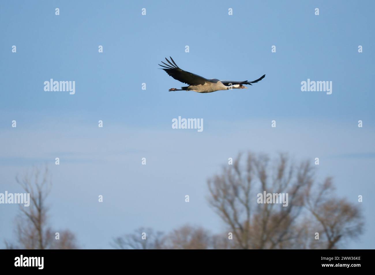 Le gru volano nel cielo blu di fronte agli alberi. Uccelli migratori sul Darss. Foto di fauna selvatica dalla natura in Germania Foto Stock