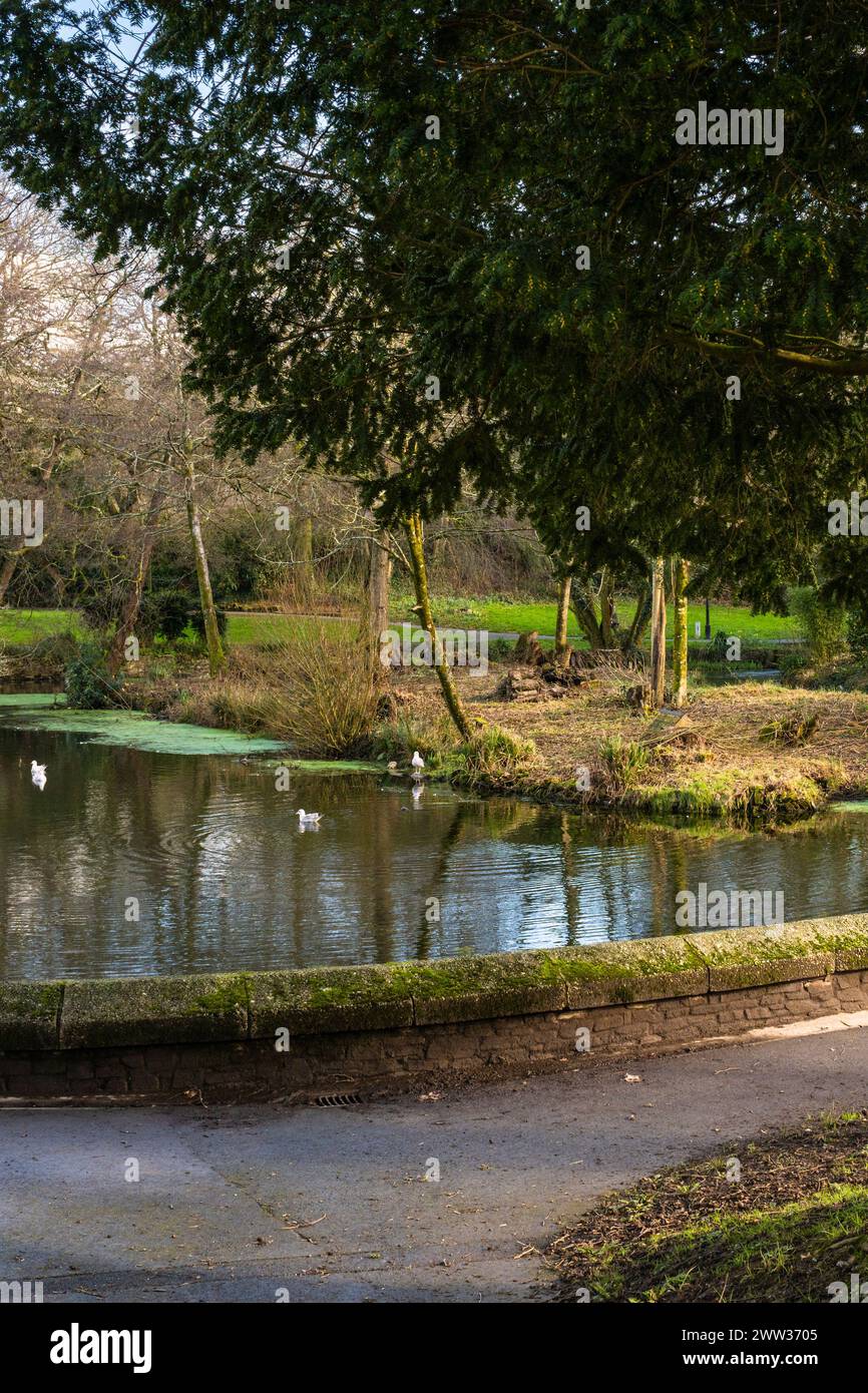 Un laghetto nel Priory Park nel centro di Bodmin in Cornovaglia nel Regno Unito. Foto Stock