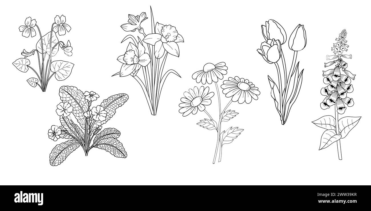 Set di fiori disegnati a mano, schizzi in bianco e nero in stile vintage. Viola, narcisi, tulipani, primula, foxglove, daisy. Illustrazione vettoriale Illustrazione Vettoriale