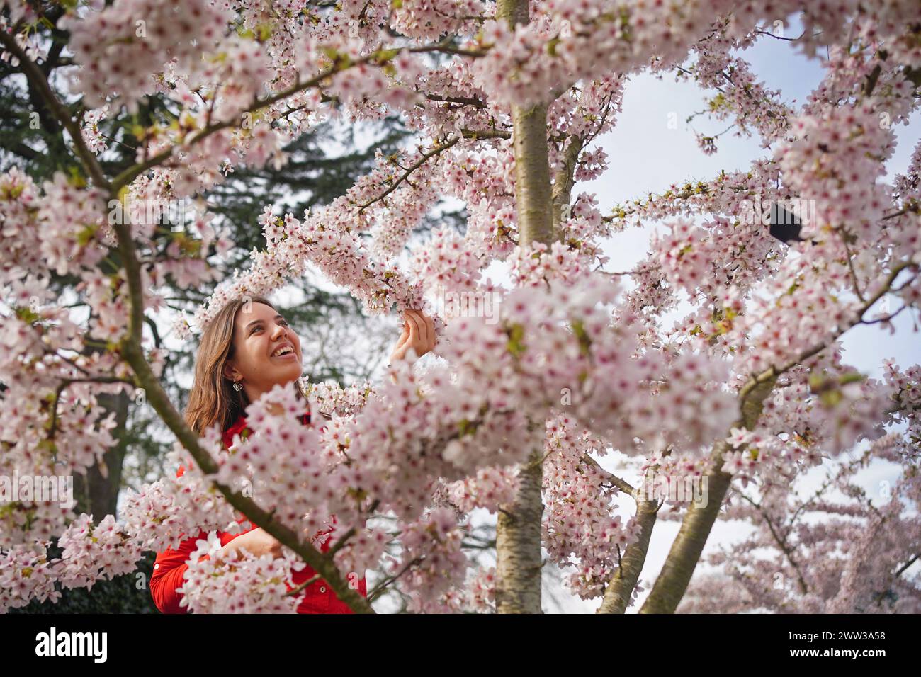 Mia Babic posa con un albero in fiore durante una chiamata fotografica per il festival Sounds of Blossom, presso i Royal Botanic Gardens di Kew, Londra. Il festival si svolge da sabato a domenica 14 aprile. Data foto: Giovedì 21 marzo 2024. Foto Stock