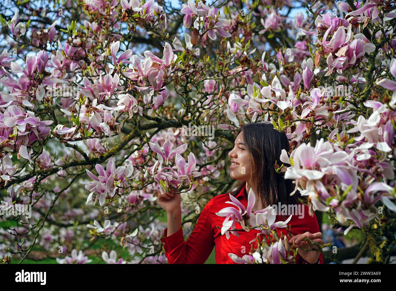 Mia Babic posa con un albero di magnolia durante una chiamata fotografica per il festival Sounds of Blossom, presso i Royal Botanic Gardens di Kew, Londra. Il festival si svolge da sabato a domenica 14 aprile. Data foto: Giovedì 21 marzo 2024. Foto Stock