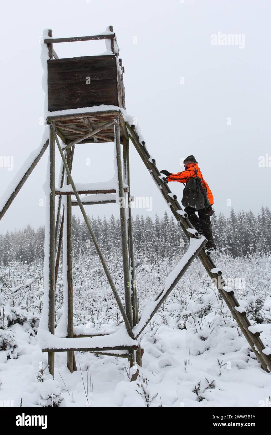Cinghiale (Sus scrofa) Cacciatore con abbigliamento di avvertimento sale in alto sulla neve, Allgaeu, Baviera, Germania Foto Stock
