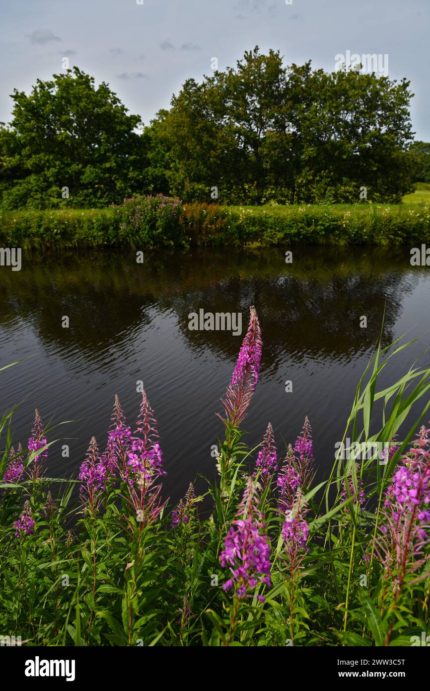 DAS schmalblättrige Weidenröschen am Kanal Foto Stock