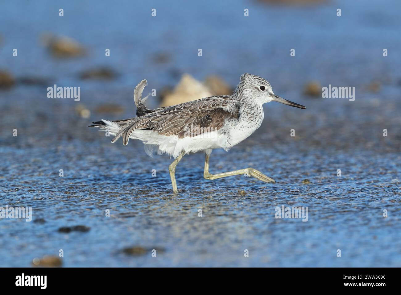 Greenshank in piumaggio non riproduttivo a Lanzarote. Foto Stock