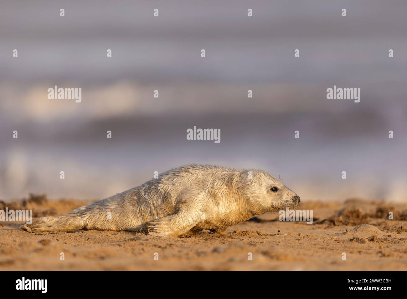 La foca che giace sulla spiaggia guarda l'entroterra, lontano dall'acqua Foto Stock
