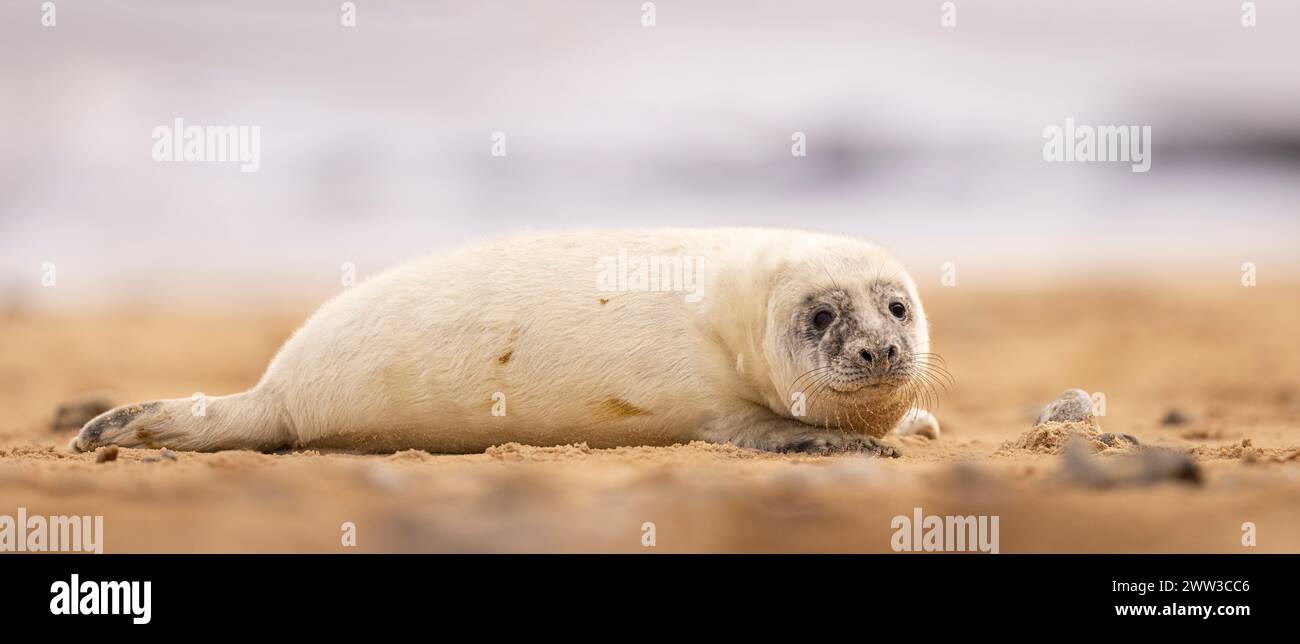 Una piccola foca che si rilassa sulla riva sul bordo dell'acqua Foto Stock