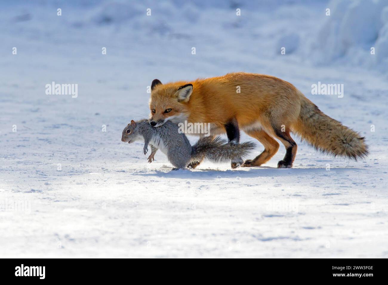 Volpe rossa. Vulpes vulpes. Volpe rossa che cattura uno scoiattolo grigio orientale, sciurus carolinensis. Giardino botanico di Montreal. Provincia del Quebec. Canada Foto Stock