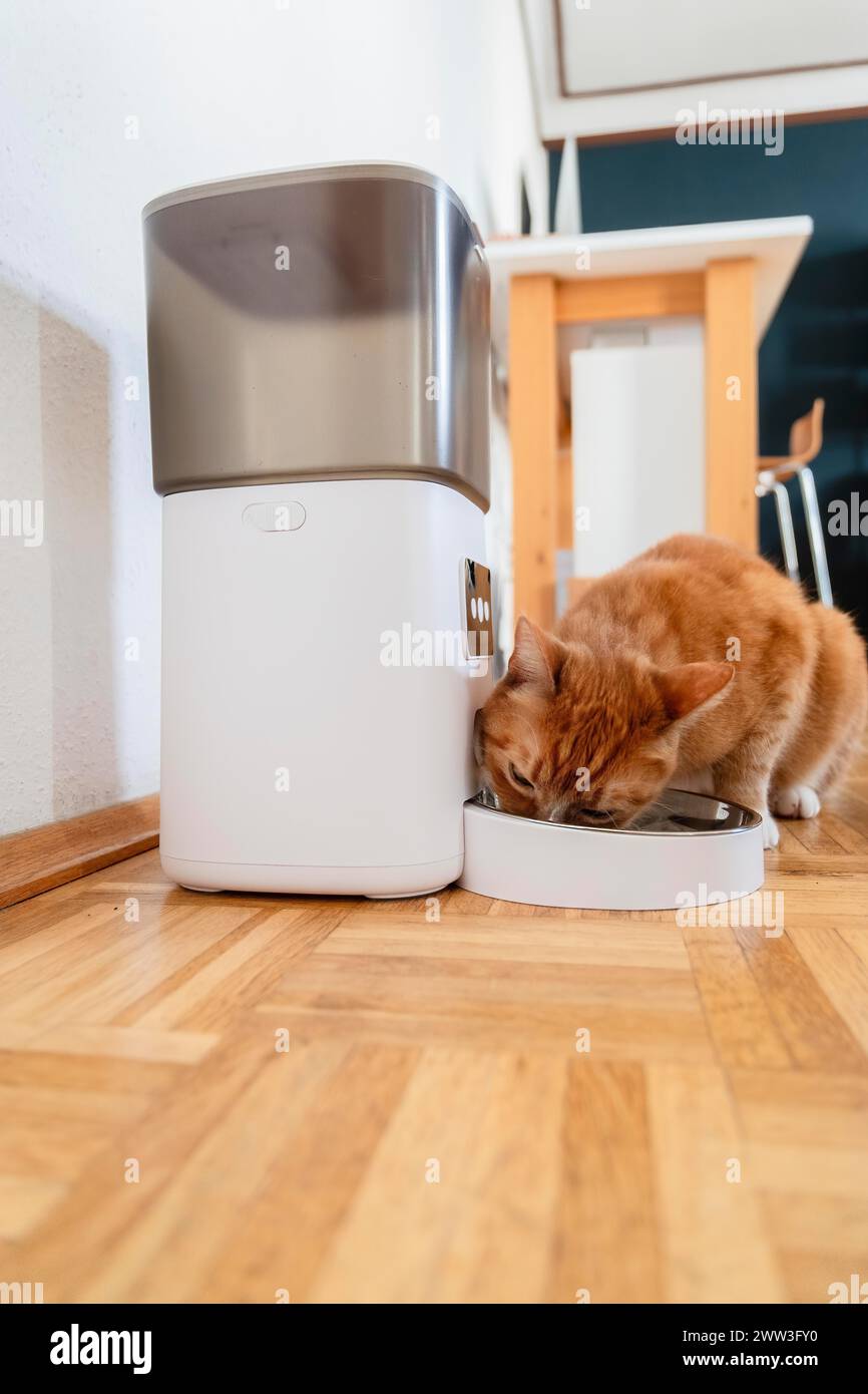 Un gatto rosso mangia cibo secco da un alimentatore in un appartamento a Duesseldorf, Germania Foto Stock