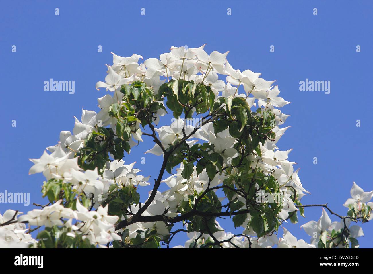 Kousa in fiore (Cornus kousa), Renania settentrionale-Vestfalia, Germania Foto Stock