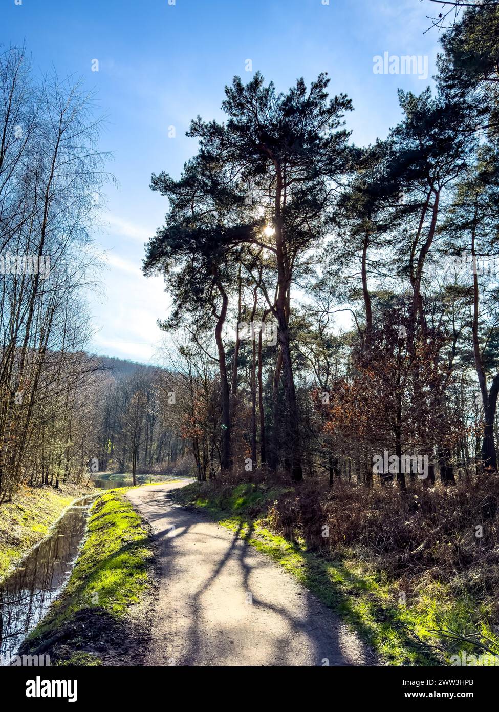 Foto retroilluminata all'ombra degli alberi sulla pista ciclabile di Kirchheller Schwarze Heide in primavera, con il sole giusto che splende Foto Stock
