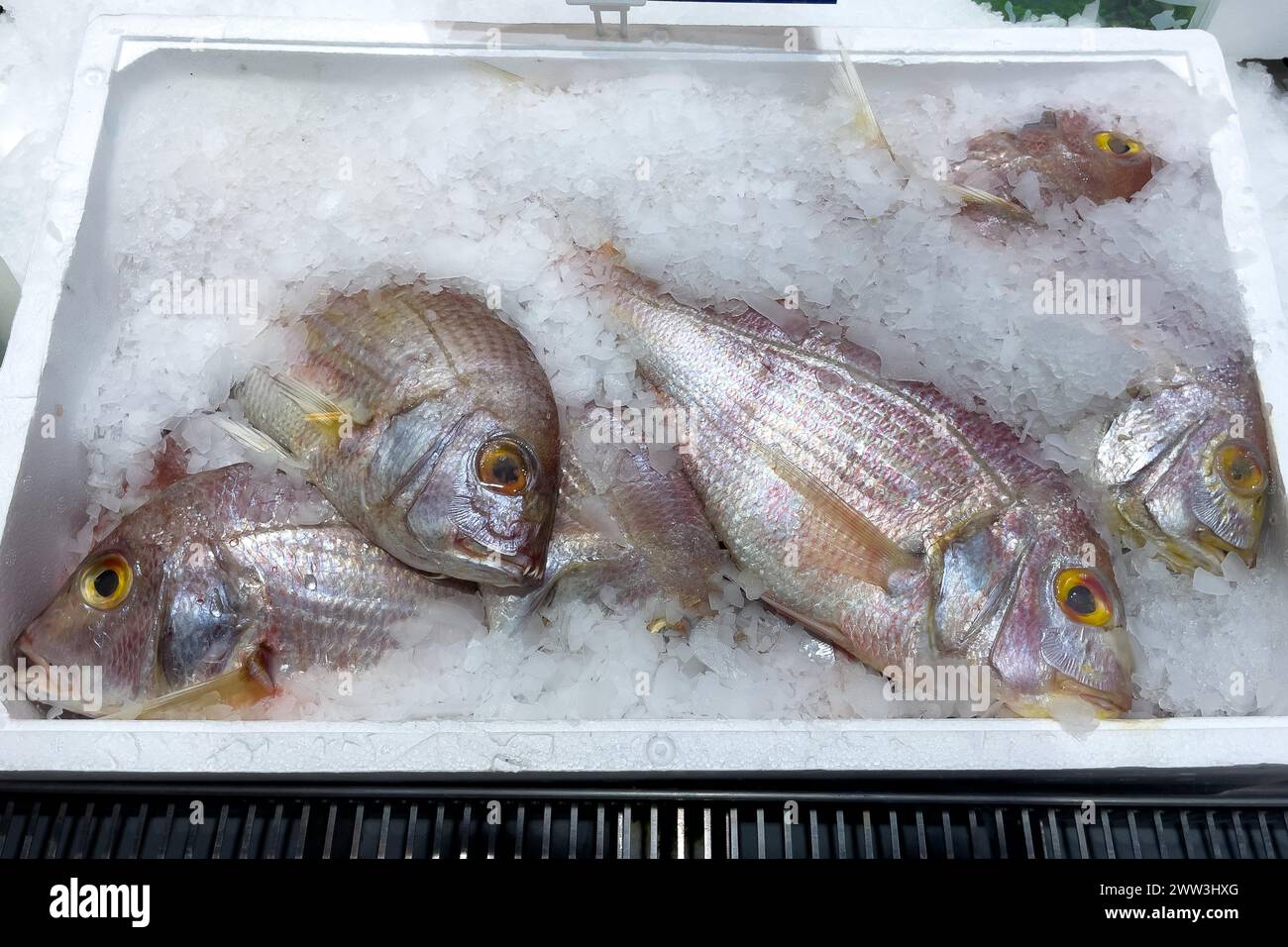 Orata di mare rossa (Pagellus erythrinus) orata di mare dorata rosa su ghiaccio in bancone refrigerato bancone di pesce da pescivendolo vendita di pesce, commercio di generi alimentari Foto Stock