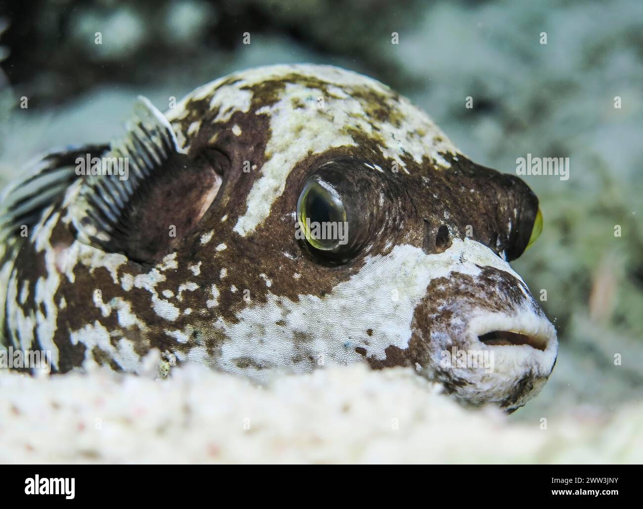 Puffer mascherato (Arothron diadematus), notte, sito di immersione Abu Nuhas Reef, Mar Rosso, Egitto Foto Stock