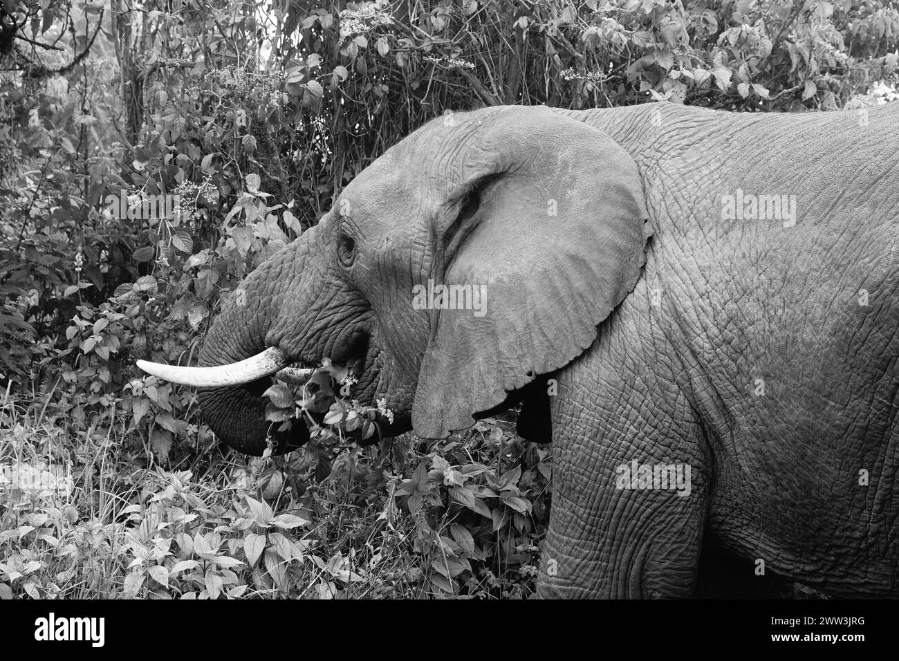 B&W Lone African Elephant Eating (Loxodonta africana) Foto Stock