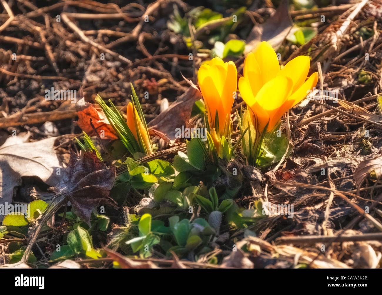 Croco di primavera perenne, fiori gialli o arancioni fioriscono nel giardino in primavera all'inizio di marzo Foto Stock