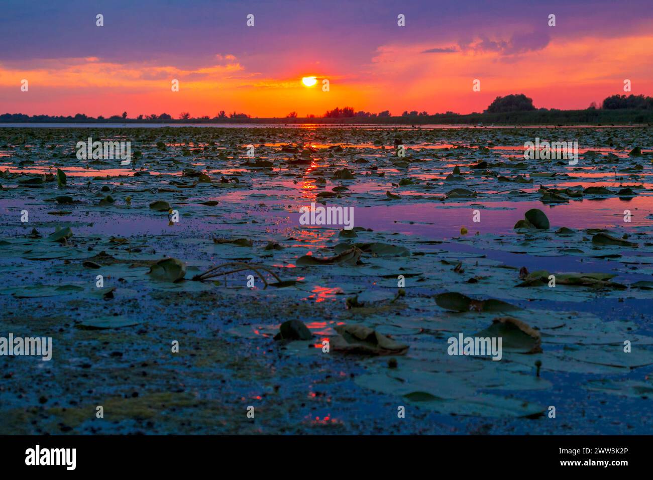 Colorato tramonto riflesso su una delle lagune del Delta del Danubio con cielo arancione e viola su lilly Pads e acqua Foto Stock