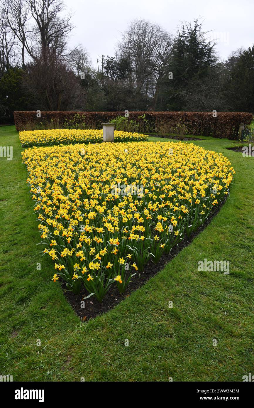 Confine dei Daffodills Foto Stock