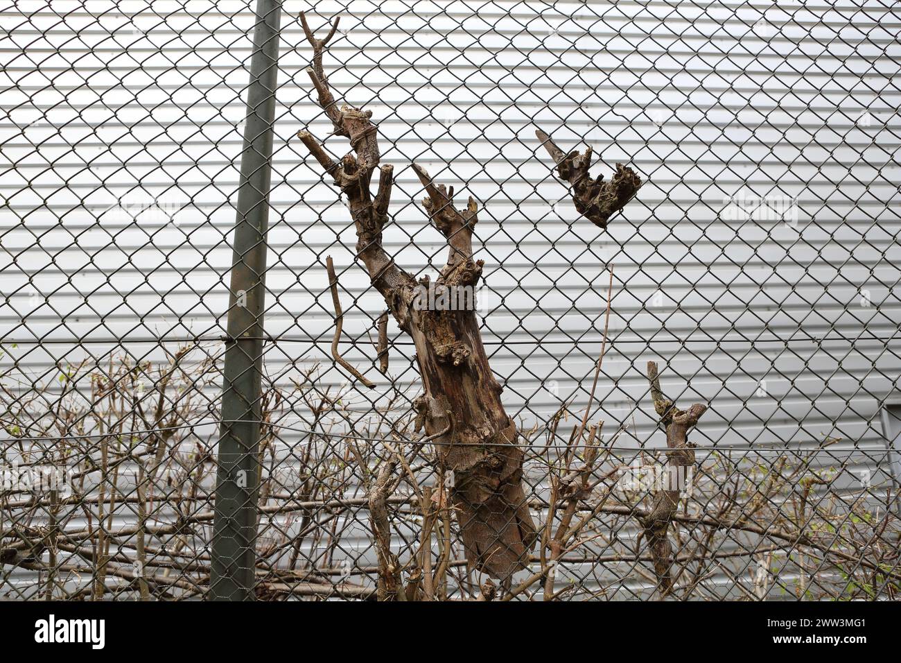 Steli e rami potati e tagliati di una siepe aggrappata a una recinzione a catena sospesa a mezz'aria - concetto sopravvivenza paesaggio urbano sopravvivenza Foto Stock