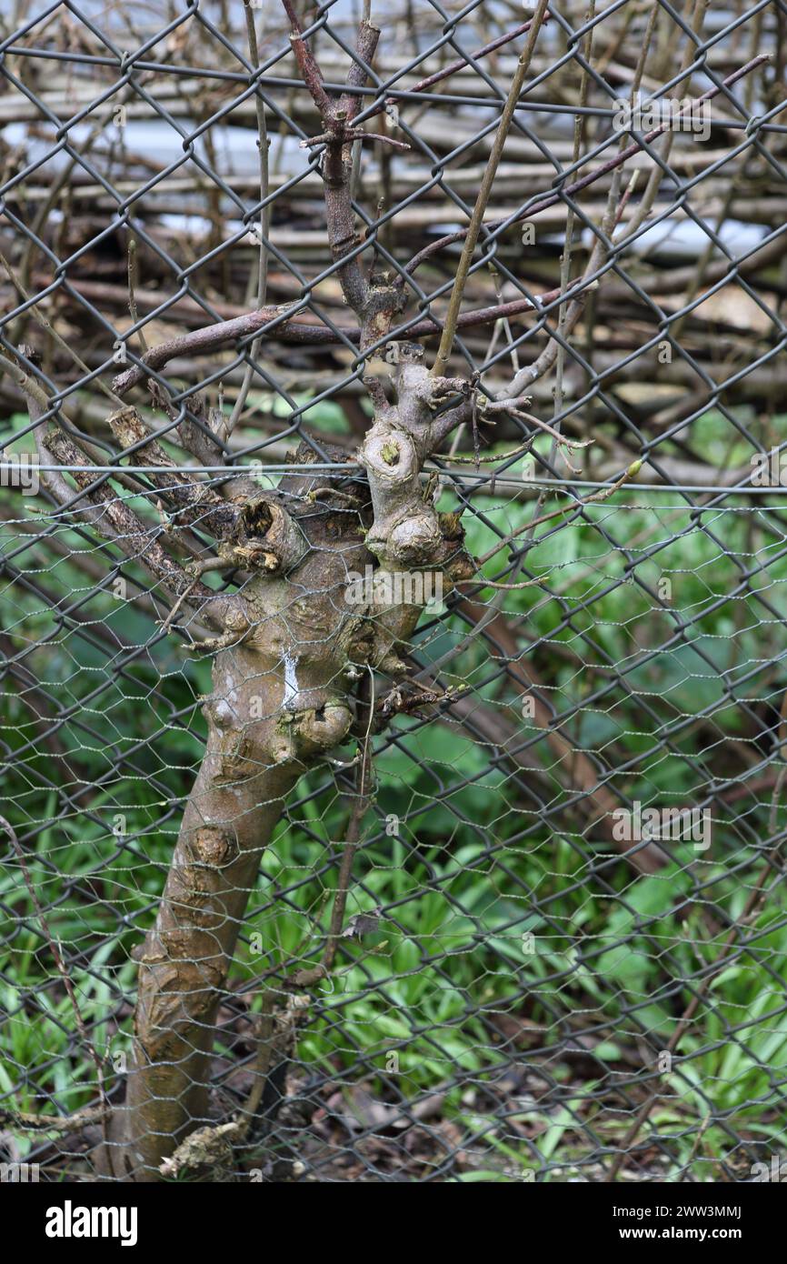 Steli e rami potati e tagliati di una siepe aggrappata a una recinzione a catena sospesa a mezz'aria - concetto sopravvivenza paesaggio urbano sopravvivenza Foto Stock