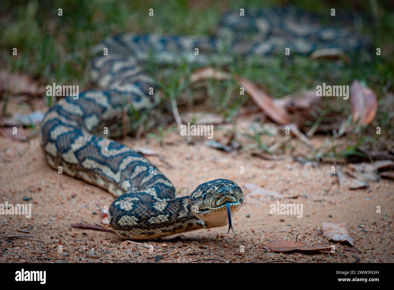 Il tappeto Python guarda il sentiero nelle Atherton Tablelands Foto Stock