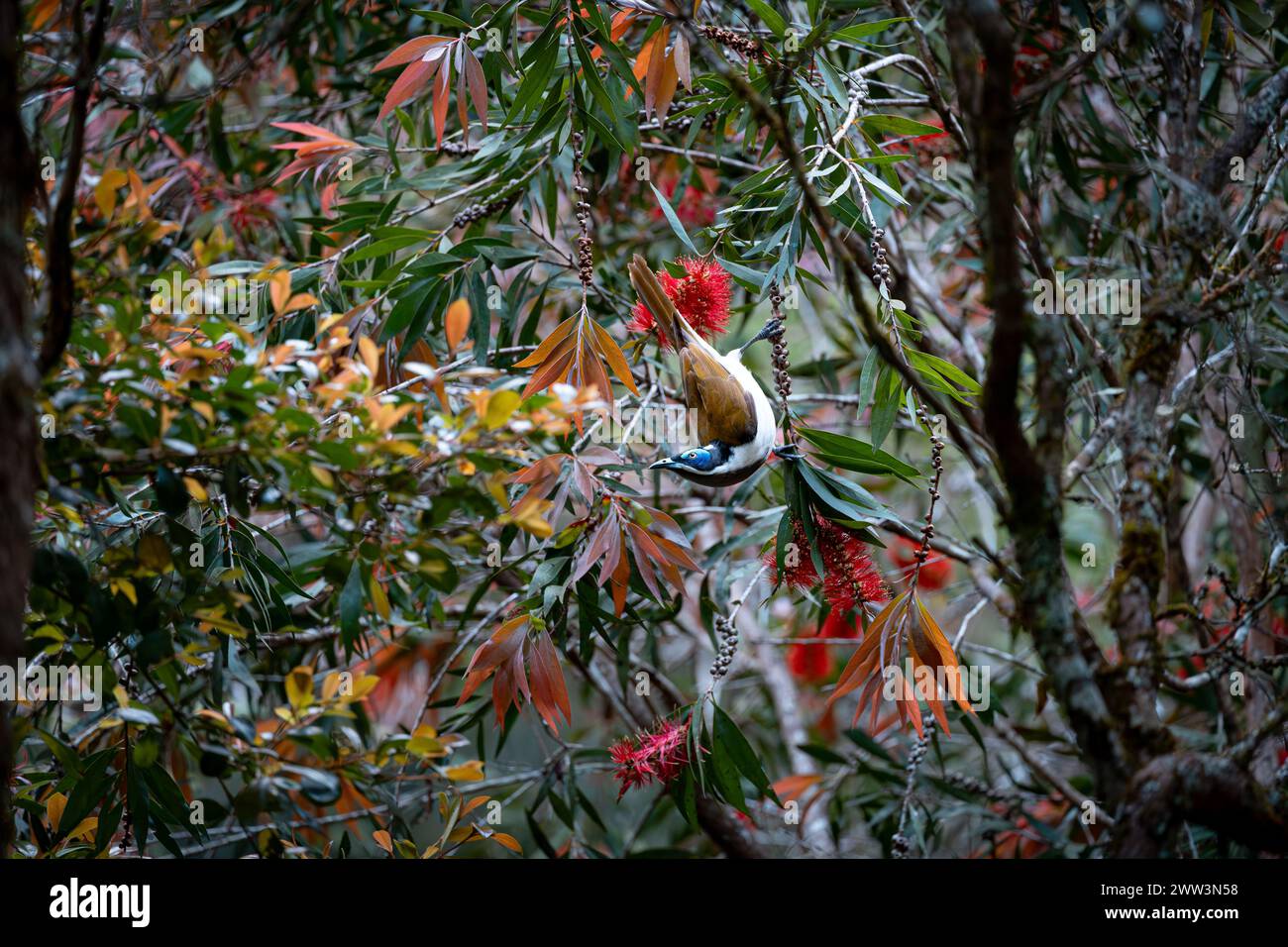 Una festa floreale di Honeyeater dalla faccia blu a Eungella Foto Stock