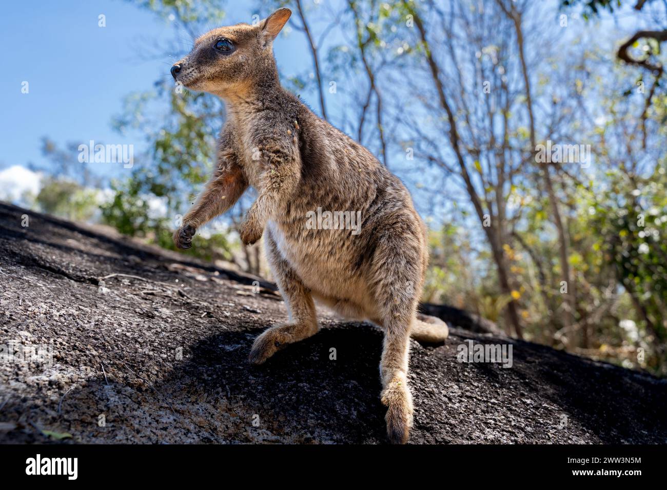 Rock Wallaby nel Granite Gorge Nature Park, Queensland, Australia Foto Stock