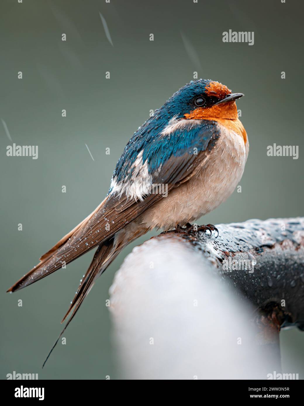 Raindrop Serenade - Una resistente rondine che affronta il Drizzle al lago Eacham Foto Stock