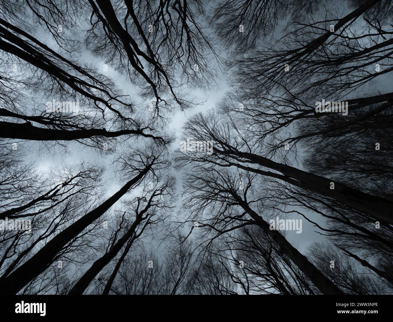 Dunkler Wald im Winter blauer Farbton - Gablitz Troppberg Niederösterreich a Österreich Foto Stock
