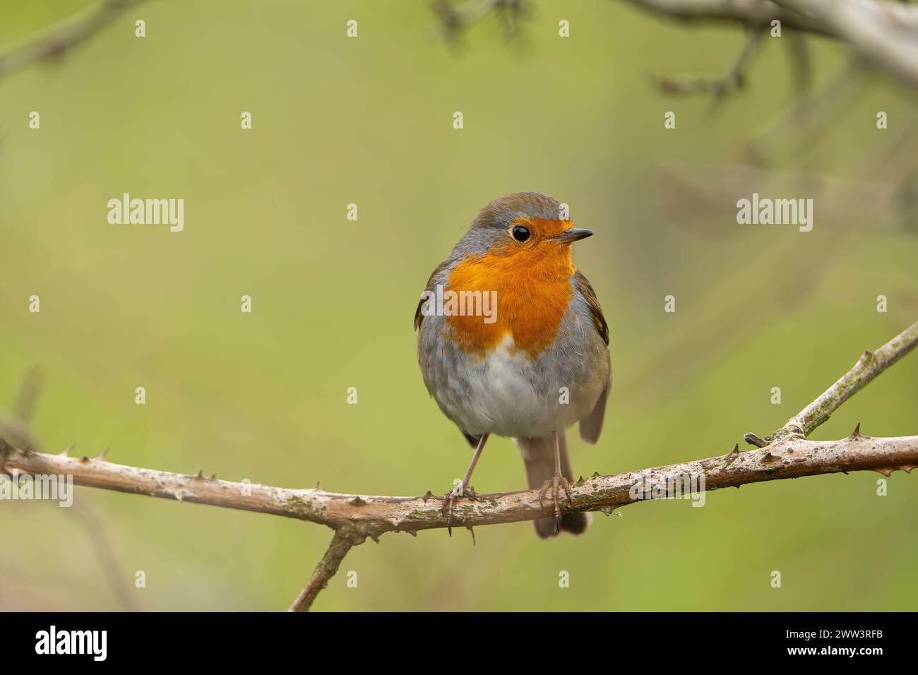 Vista frontale ravvicinata di un uccello robin selvaggio del Regno Unito (erithacus rubecula) che si aprono su un bramble spinoso. Foto con spazio di copia. Foto Stock