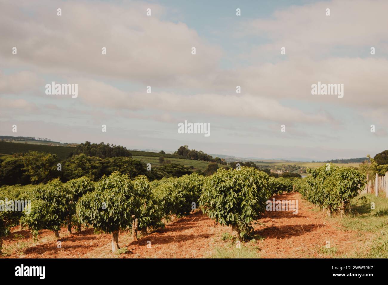 cespugli di caffè allineati nell'azienda Foto Stock