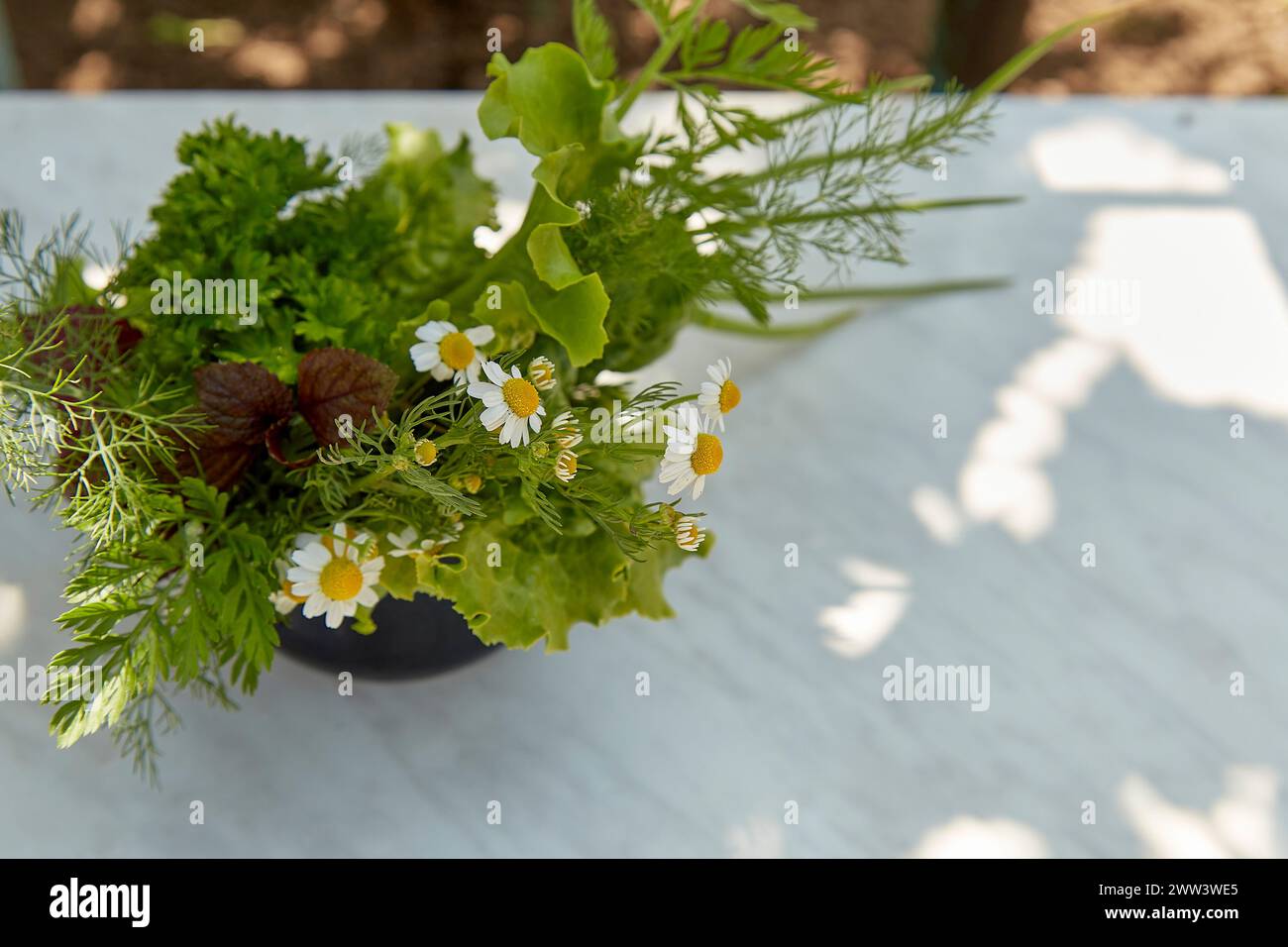 Vista dall'alto dei verdi biologici di stagione: Prezzemolo, aneto, basilico, lattuga e camomilla all'esterno. Copia spazio Foto Stock