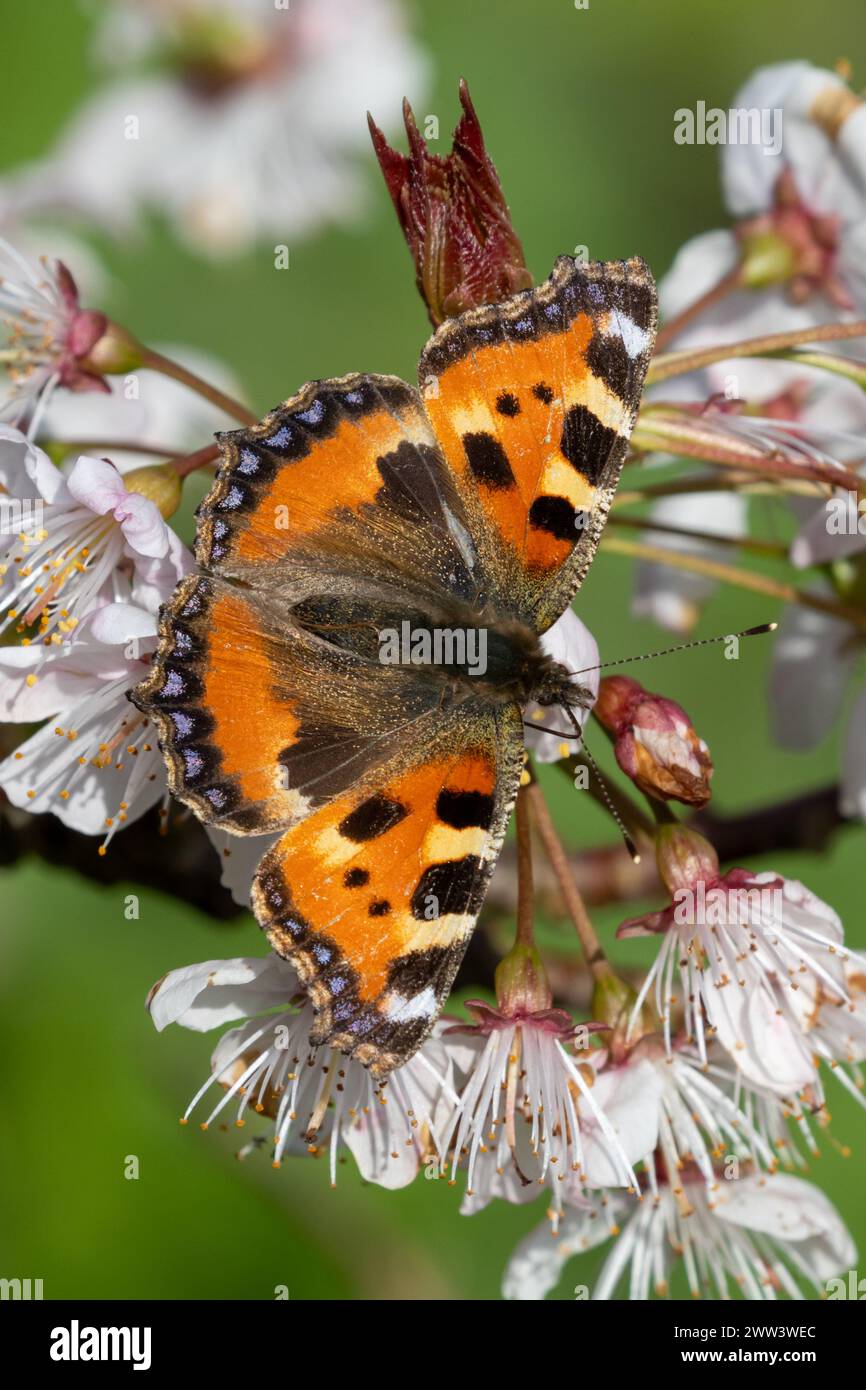 Farfalla a guscio di tartaruga piccola, Aglais urticae, Sussex, Regno Unito Foto Stock