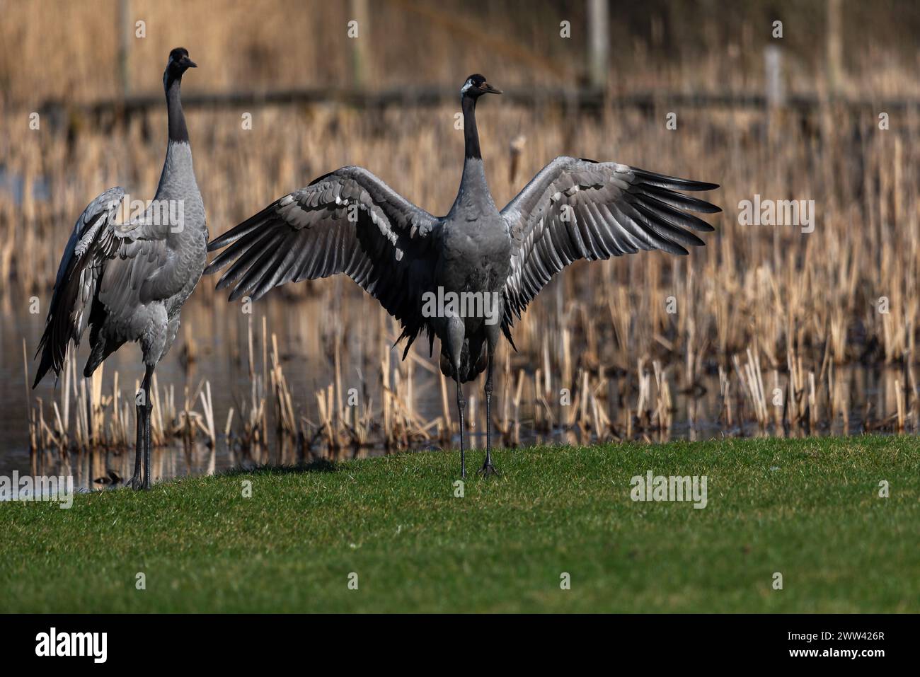 Due gru (Grus grus) ballano durante la stagione rituale dell'accoppiamento Foto Stock