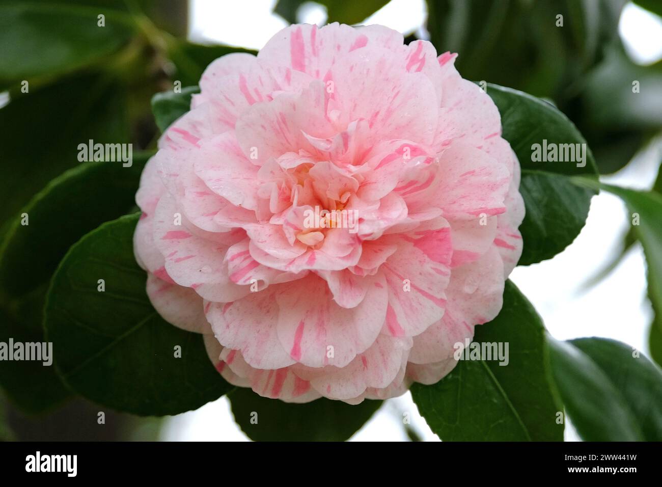 Variegata Camellia japonica "Marguerite Gouillon" in fiore Foto Stock