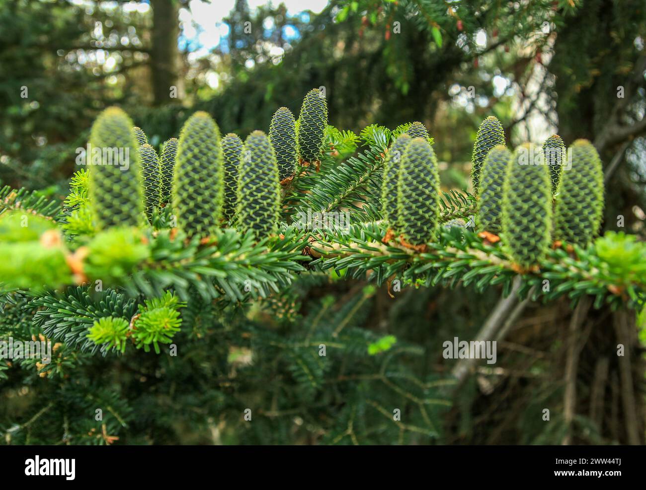 Rami dell'albero di Natale per una decorazione natalizia coni su un albero di Natale Foto Stock