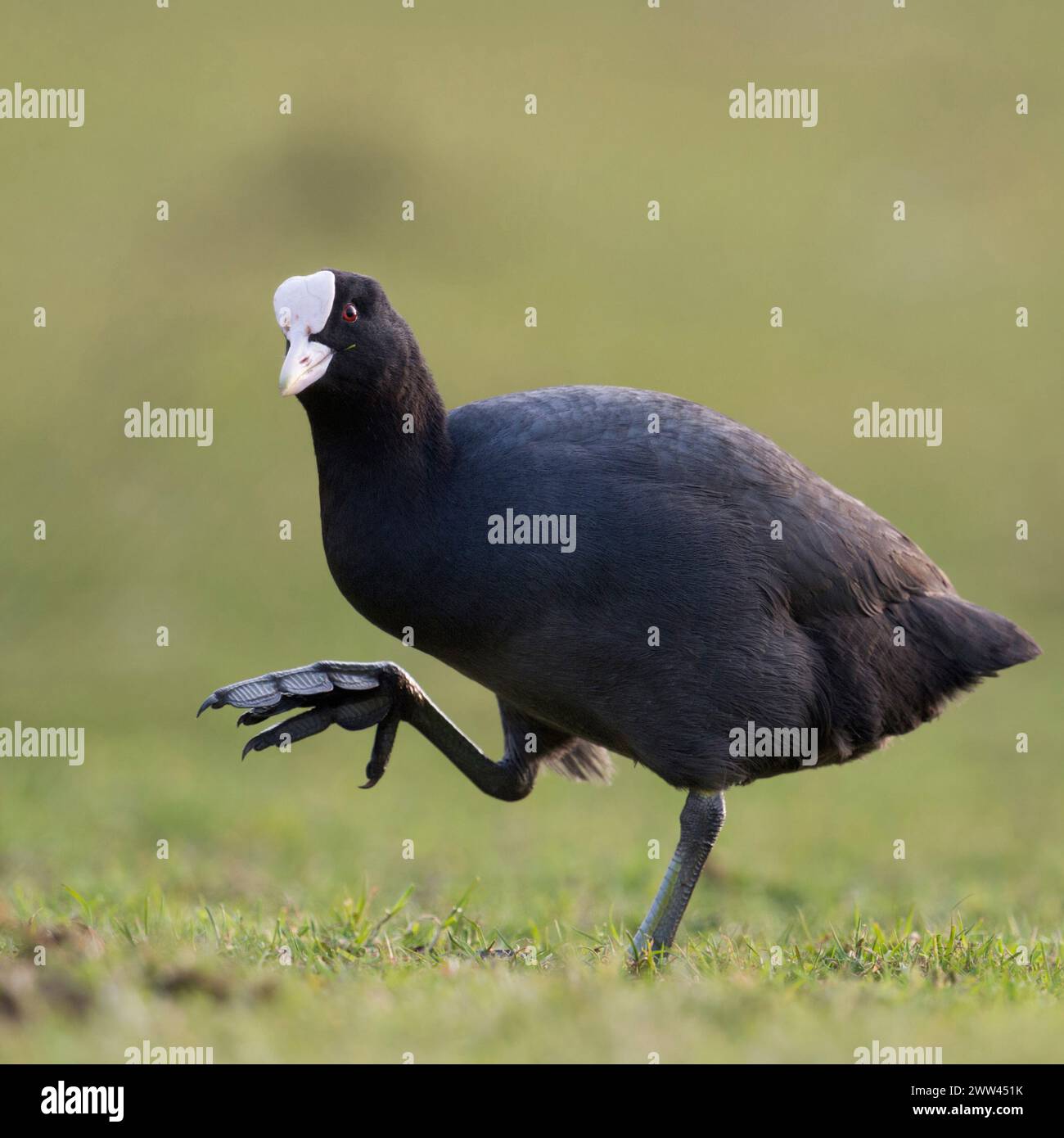 Black Coot / Eurasian Coot ( Fulica atra ) mostrando i suoi grandi piedi camminando, sembra divertente, fauna selvatica, Europa. Foto Stock