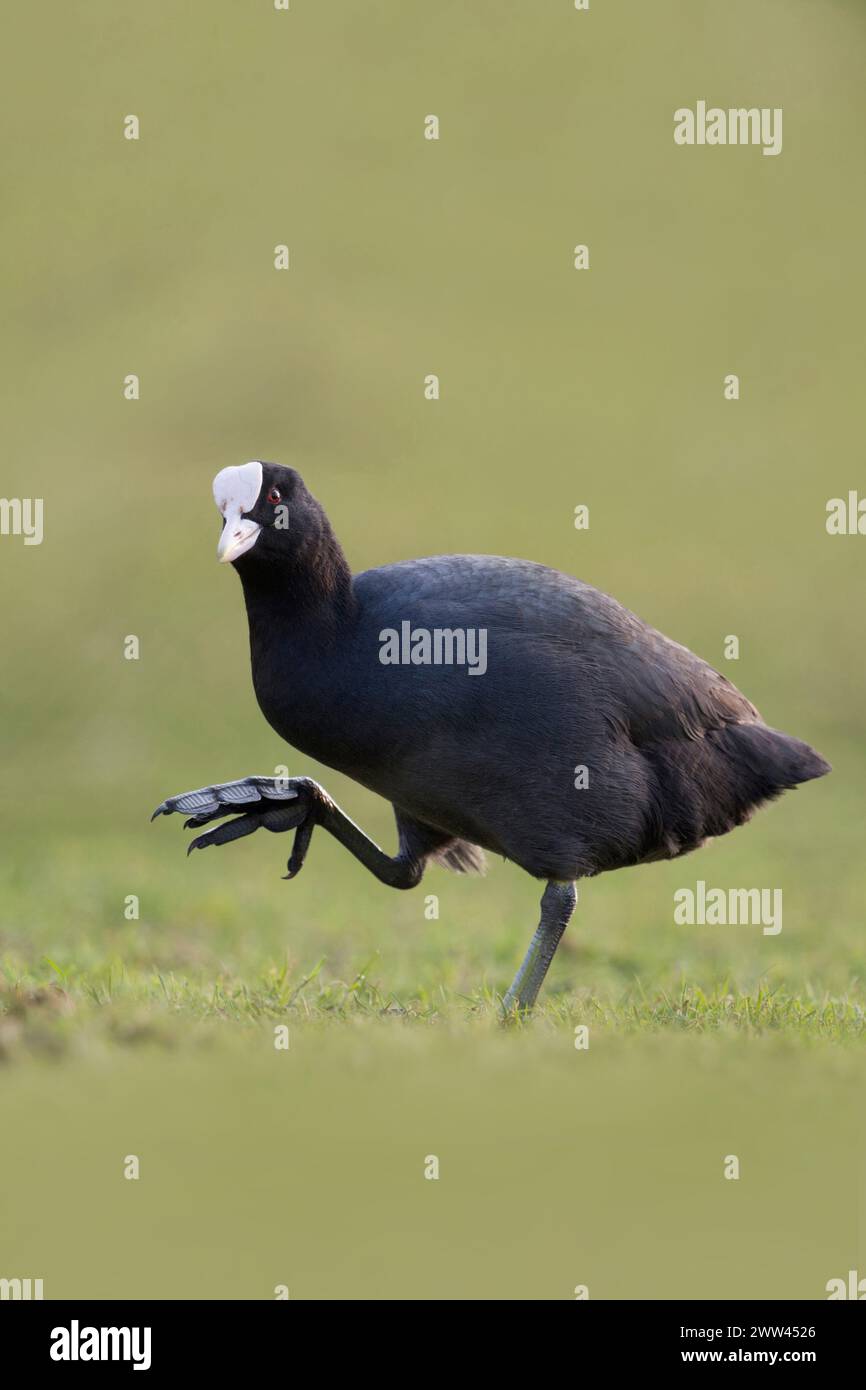 Black Coot / Eurasian Coot ( Fulica atra ) mostrando i suoi grandi piedi camminando, sembra divertente, fauna selvatica, Europa. Foto Stock
